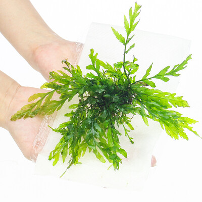 

Odyssey Natural Pteris Pteris Aquaculture Souvenir Tranquil Fungi Antlers