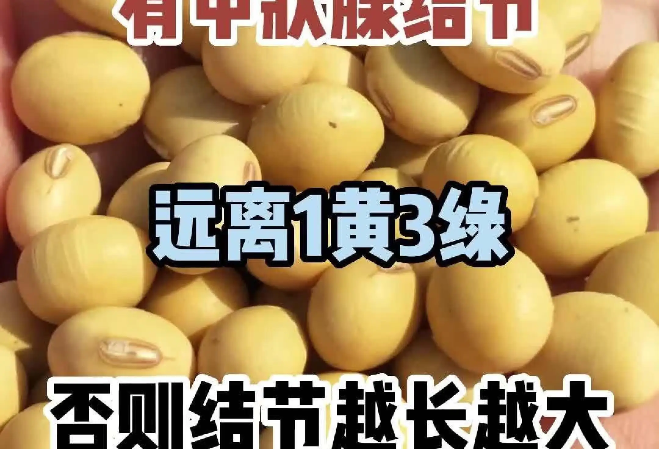 关于身体有结节可以吃蜂胶吗,甲状腺长囊肿能吃蜂胶吗的信息