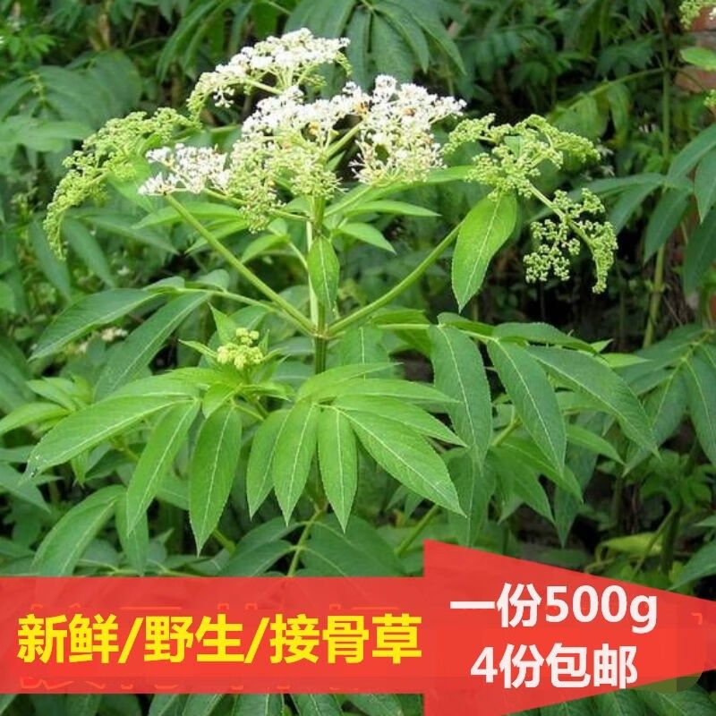 有仁堂鮮接骨草陸英中藥八稜麻小接骨丹跌打扭傷接骨草苗2株