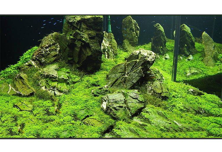 鱼缸造景木化石鱼缸水族箱造景装饰套餐水族造景石万天石青龙石松皮石