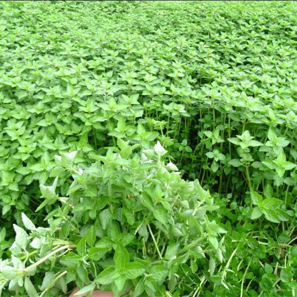 雲南德宏野菜傣族調料新鮮蔬菜正宗香嫩水薄荷水香菜泡沫箱500克