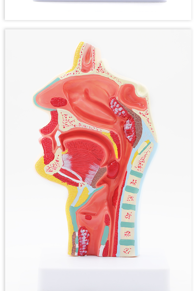 人体鼻腔解剖模型耳鼻喉科医学教学模型鼻子口腔鼻部结构组织模型