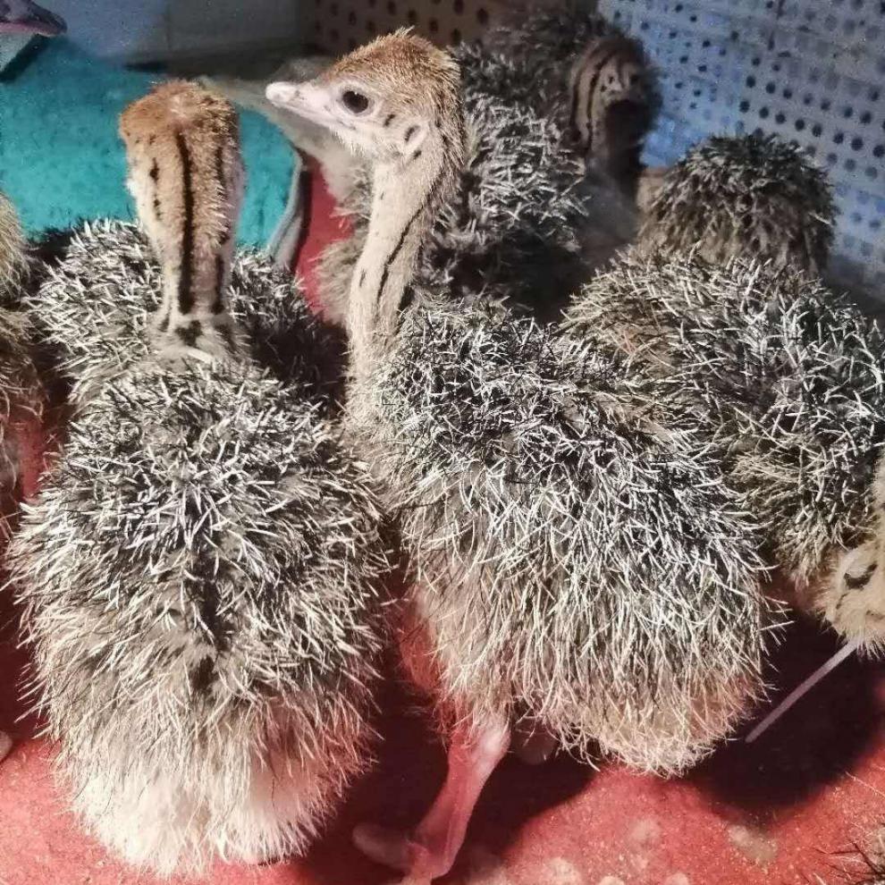 鸵鸟活苗 大型非洲鸵鸟苗澳洲活苗幼苗幼崽鸸鹋小鸵鸟幼苗成年鸵鸟一