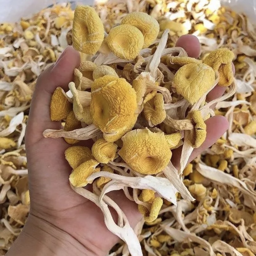 东北特产野生榆黄蘑干货长白山特产黄金菇干鸡油菌一斤 宓蝶 500g