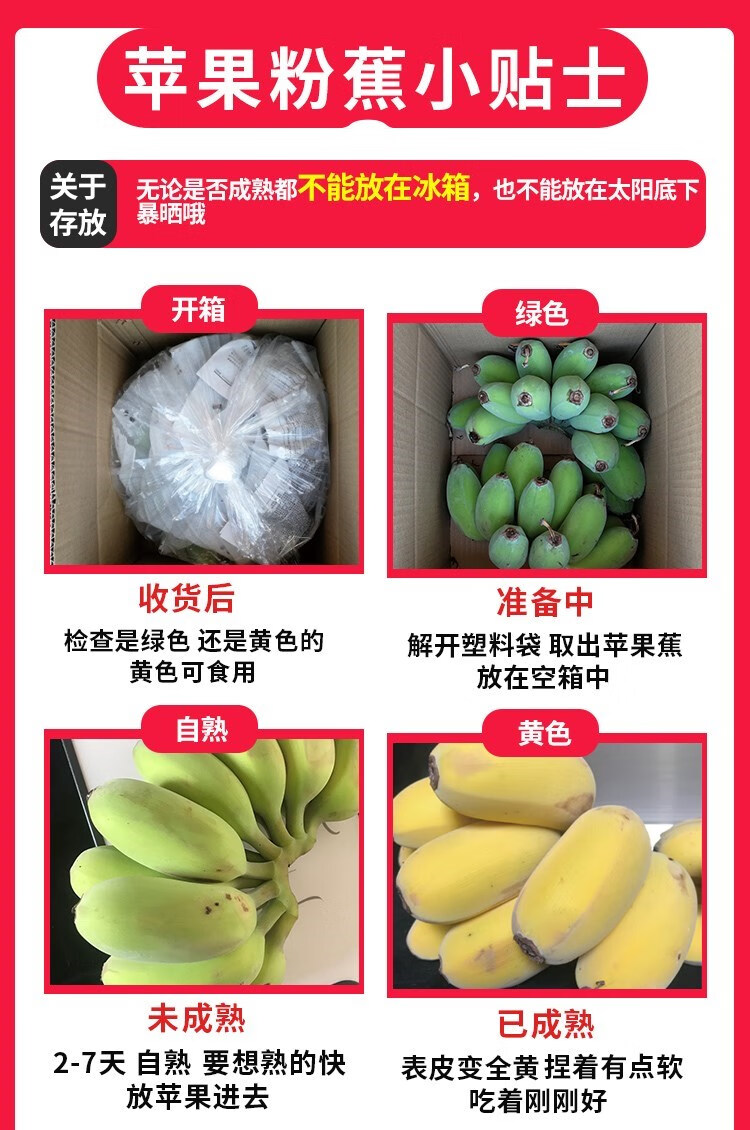 广西香蕉新鲜小米蕉水果小香蕉芭蕉苹果蕉10斤当季自然熟整箱2500g