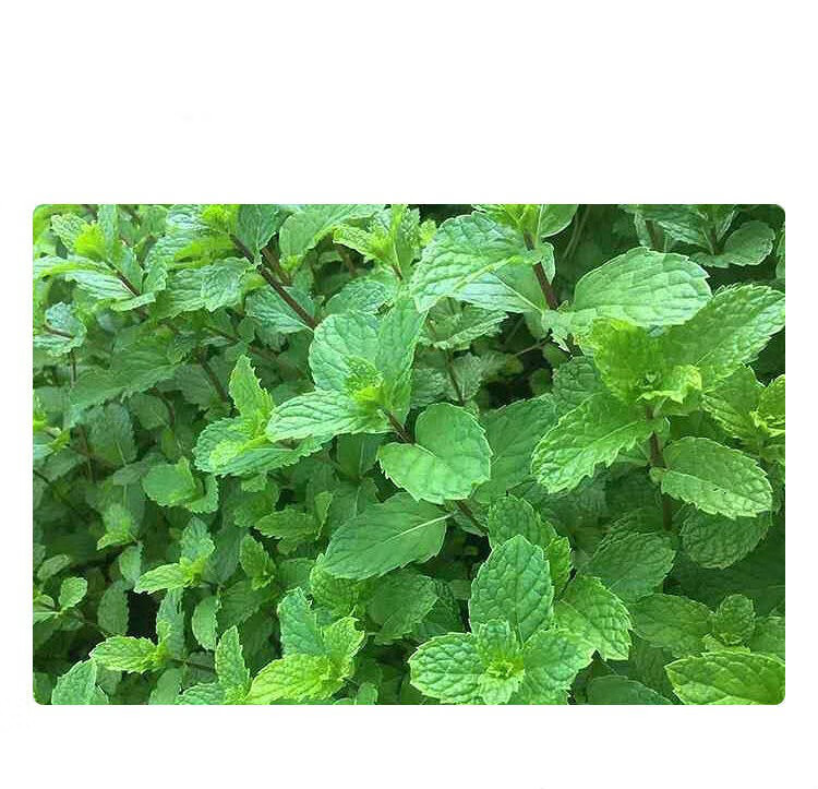 素界新鲜薄荷叶云南薄荷叶新鲜可食用商用调酒烘培奶茶装饰泡茶鲜薄荷