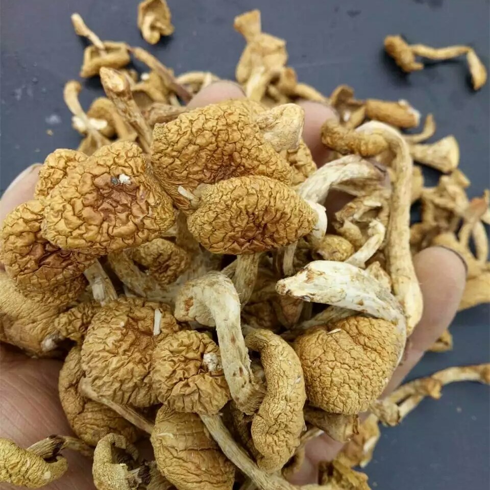 东北特产滑子菇干货500g滑子蘑小鸡炖蘑菇小黄蘑野生蘑菇【图片 价格