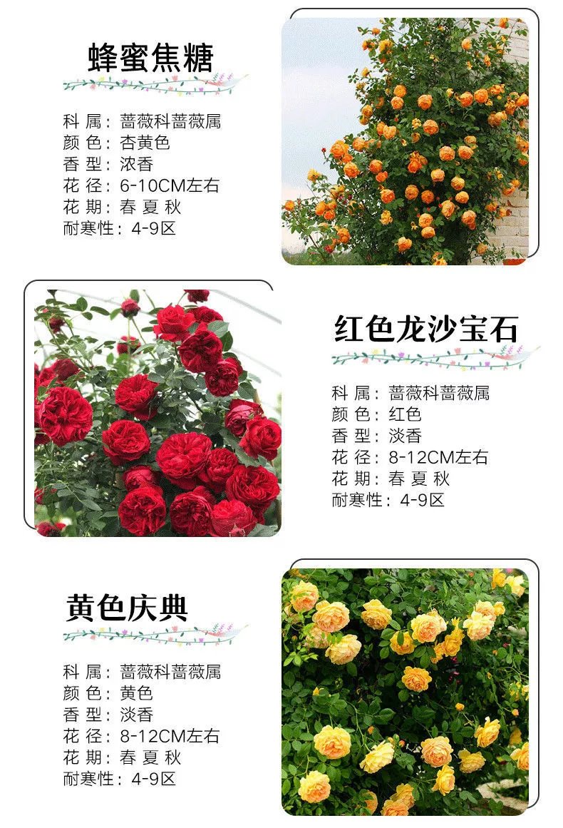 3，薔薇花苗藤本月季特大花樹庭院爬藤植物陽台花卉玫瑰盆栽四季開花 自由精神 四季開花 大花 濃香 小苗高度10-15厘米高營養鉢苗