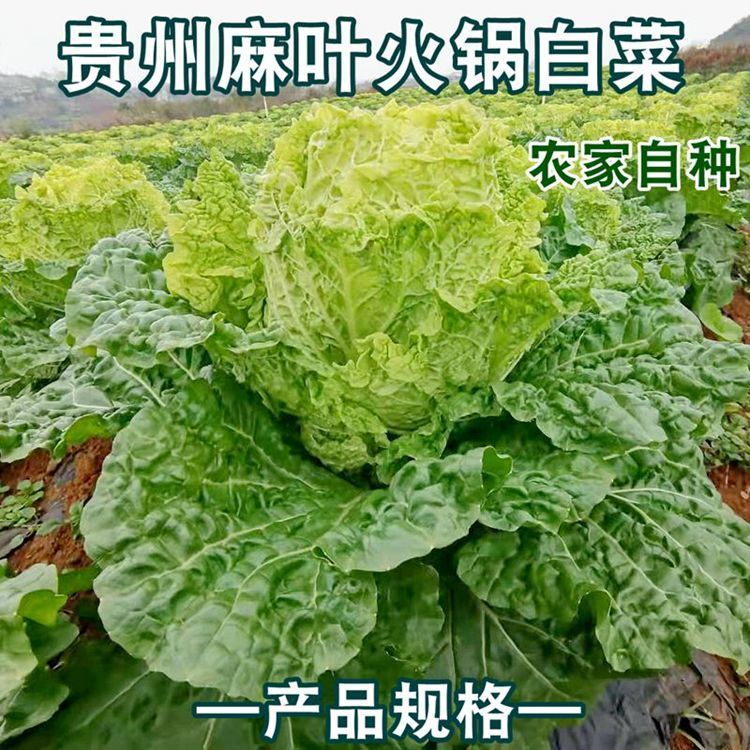 青麻叶白菜新鲜贵州火锅大白菜批发蔬菜现摘青麻菜老品种露天青菜麻叶