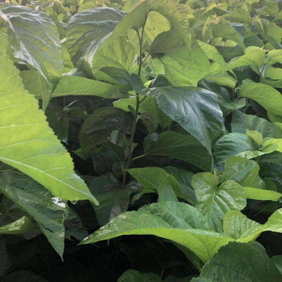 园艺强桑1号蚕桑苗农桑14号桑树苗养蚕大叶桑嫁接苗地栽盆栽大叶蚕桑