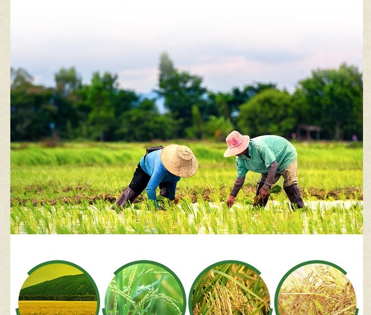 优选品质金龙鱼东北大米稻香贡米稻花香5kg新老包装随机发货