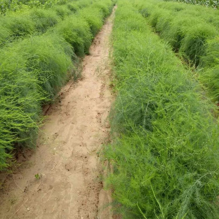 花明月绿芦笋种子鹰牌白芦笋种籽苗根阳台盆栽紫四季种植蔬菜种苗孑