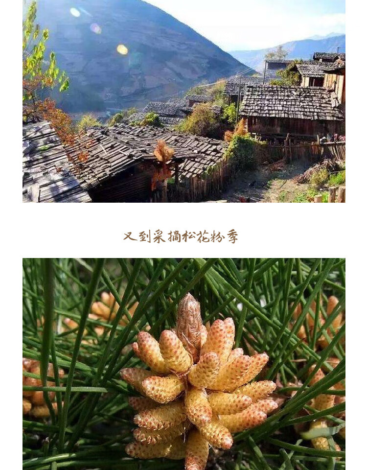 云南松花粉片500克2500片松花粉破壁松花粉【图片 价格 品牌 报价】