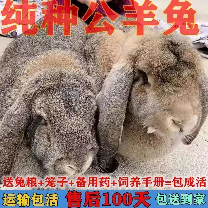 荣郁纯种公羊兔活物新品巨兔苗大型兔子活体肉兔苗家养兔活苗可长35斤
