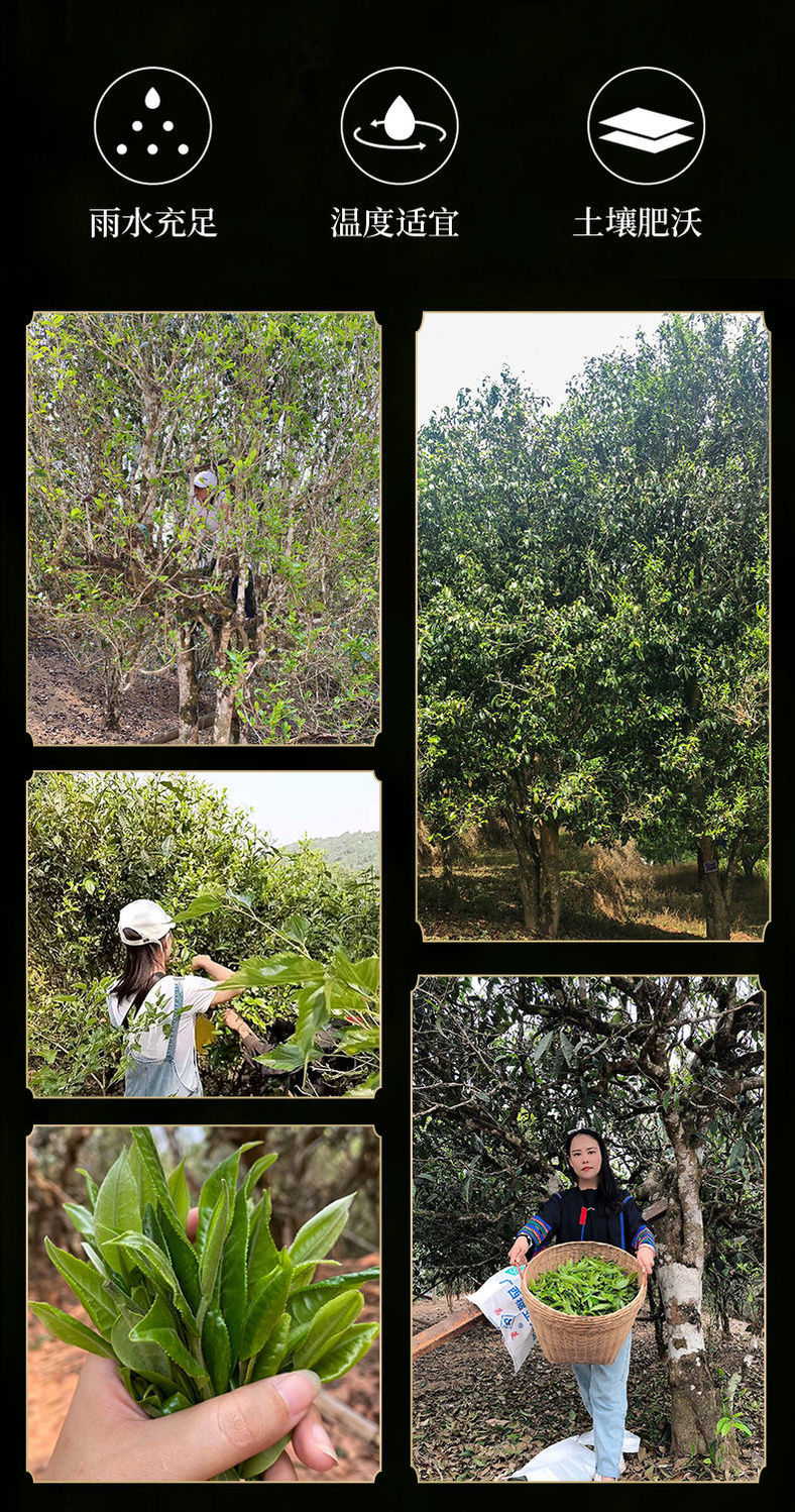 云南古树十年碎银子糯米香化石熟茶叶料老茶头罐装礼盒双罐礼盒装1000