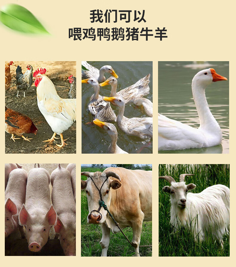 ce4bc8f551006665.jpg