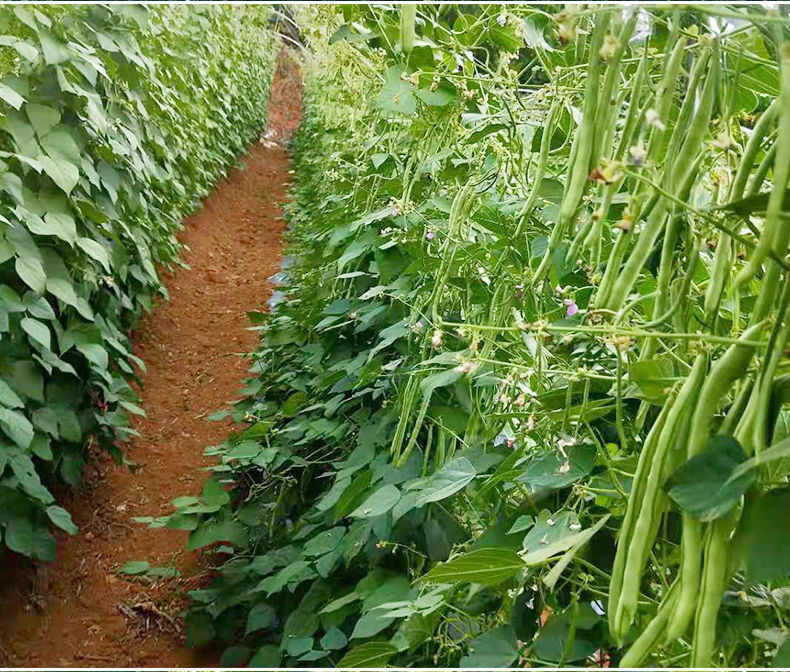 云南无筋豆四季豆芸豆角新鲜蔬菜嫩豆扁豆刀豆无茎豆农家四季豆5斤