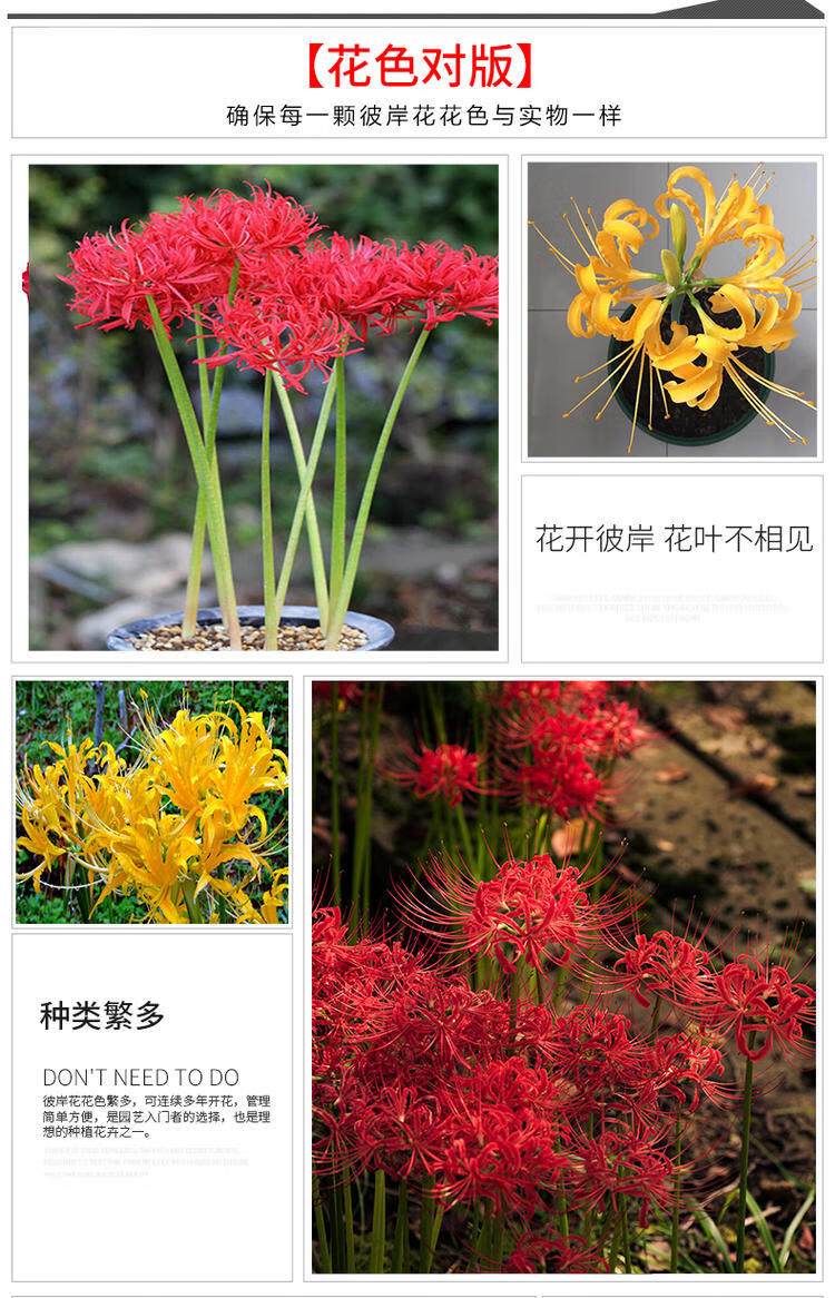 澜墨5个种球室内花卉盆栽曼珠沙华种籽石蒜花种子多季开花彼岸花红运 5个种球 肥 图片价格品牌报价 京东 澜墨5个种球室内花卉盆栽曼珠沙华种籽石蒜花种子多季开花彼岸花红运 5个种球 肥 图片价格品牌报价 京东