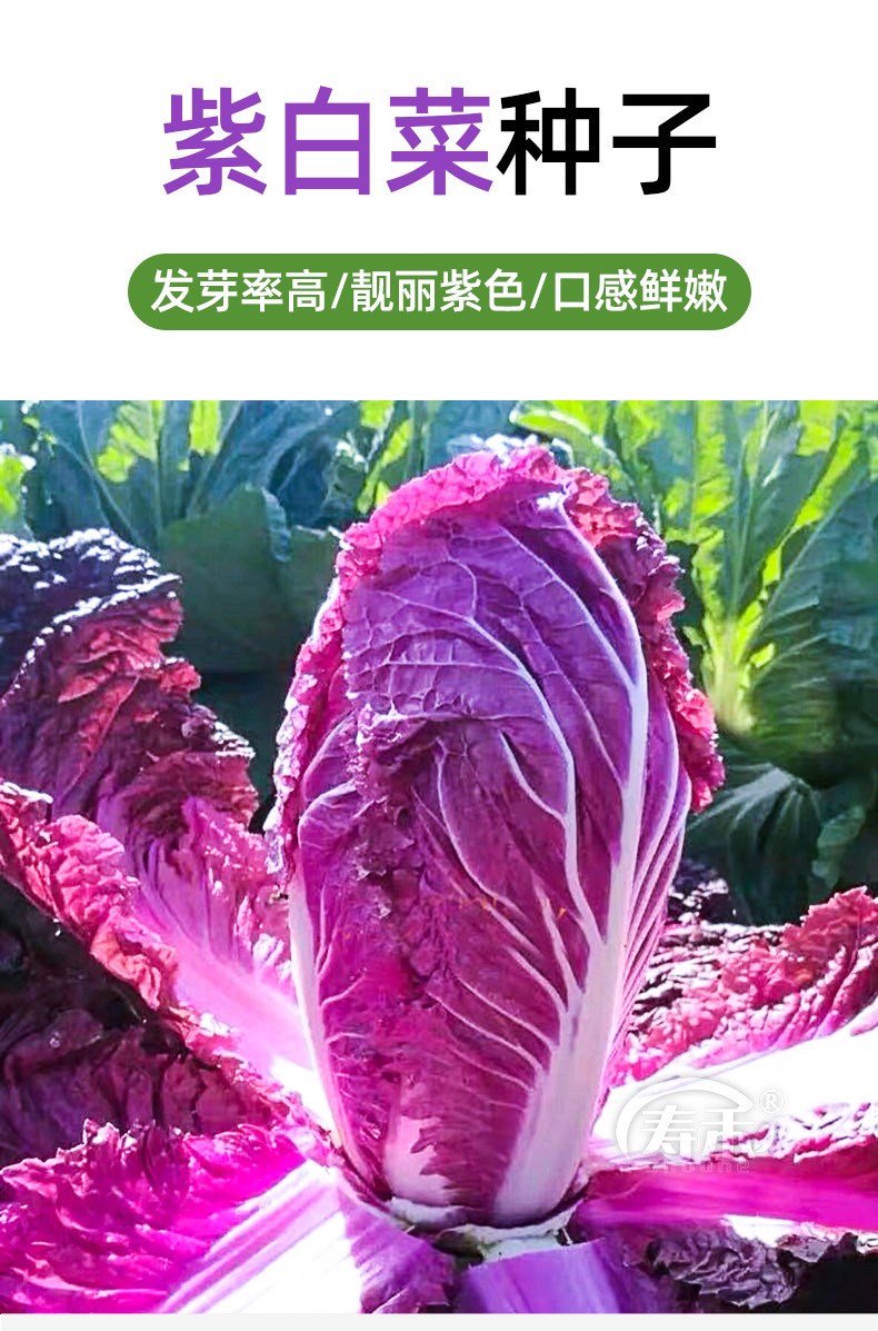 娃娃菜秋季大蔬菜种籽白莱菜籽孑子菜种 紫白菜苗 20棵【图片 价格