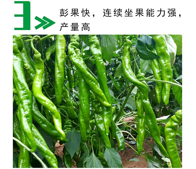 中科茂华辣脆螺丝椒f1辣椒种子高辣度大果2025厘米抗