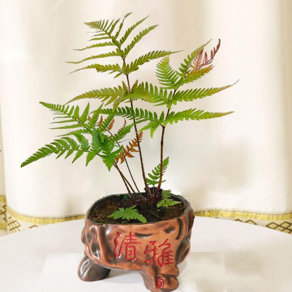 蕨类室内办公室造景植物绿植盆栽盆景黑鳞鳞毛蕨迷你观赏蕨根部直径2