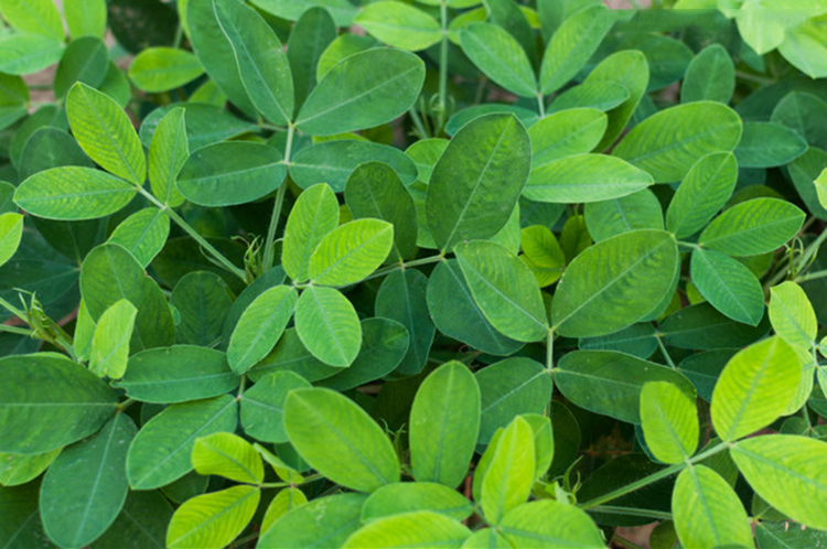 山区新货新鲜晒干花生叶安心睡眠茶中药材500g无农药干花生叶【图片