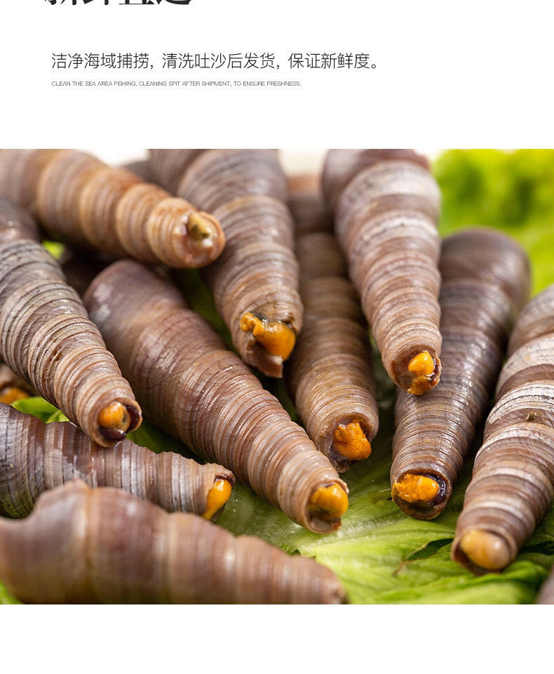 钉螺新鲜鲜活钉螺即食钉螺去尾钉螺鲜活钉螺熟食麻辣钉螺麻辣海螺鲜活