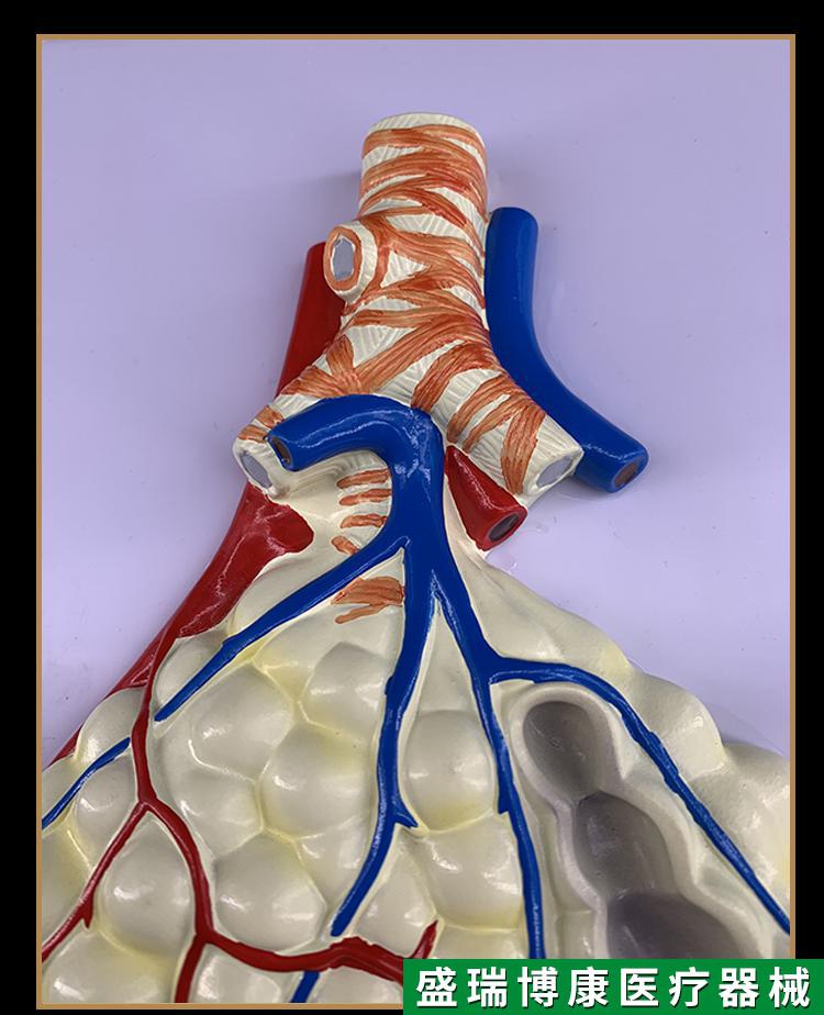 人体呼吸解剖模型 肺解剖呼吸浮雕模型 肺泡放大解剖模型 呼吸 肺泡