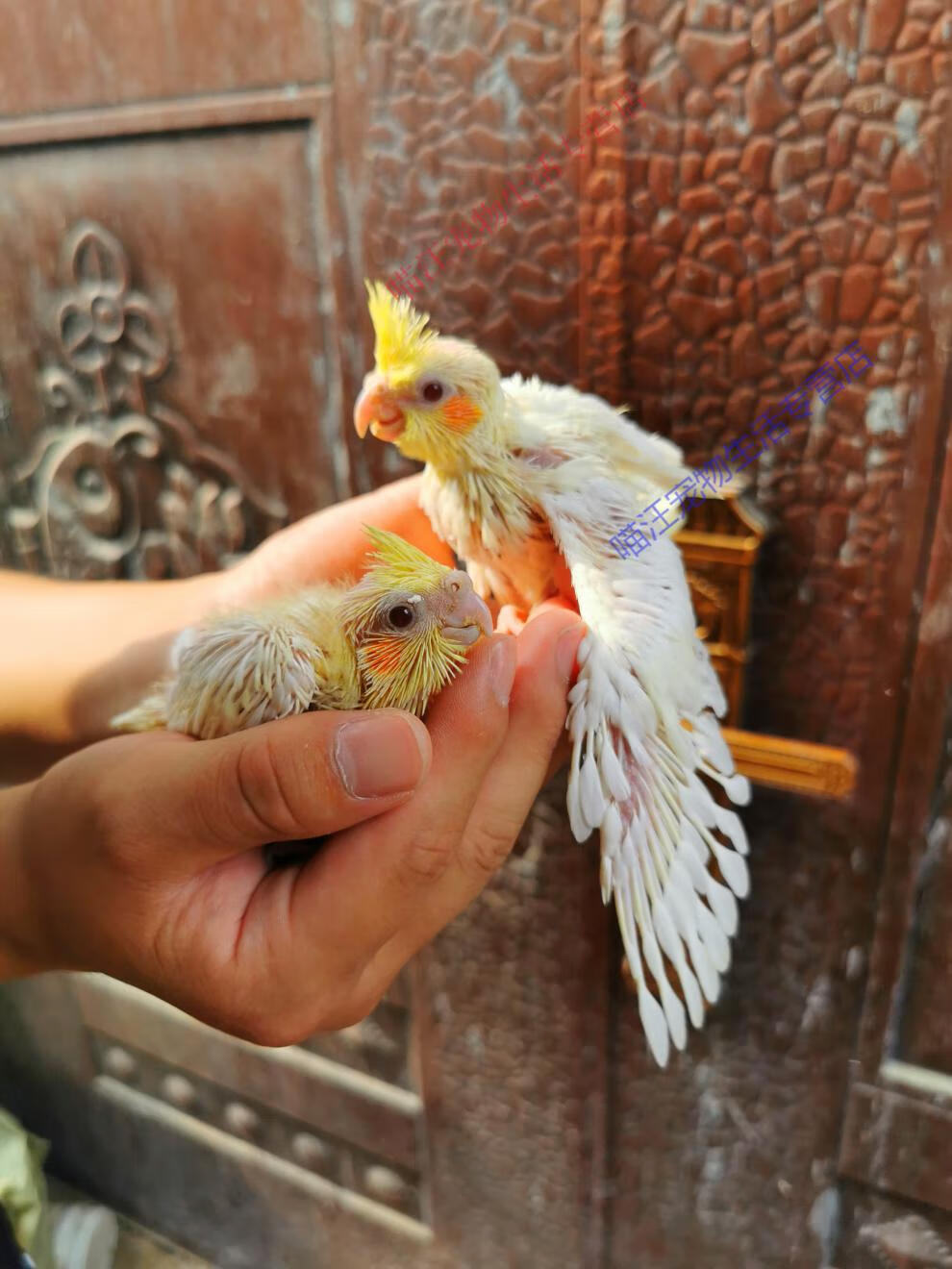 瑾伦玄凤鹦鹉雏鸟活体黄化幼鸟半毛鸟说话鸟手养鸟观赏繁殖原始珍珠