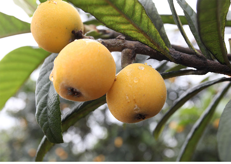 星派果顺丰速运超甜塘栖白沙枇杷5斤大果现摘新鲜时令水果浙江特产当