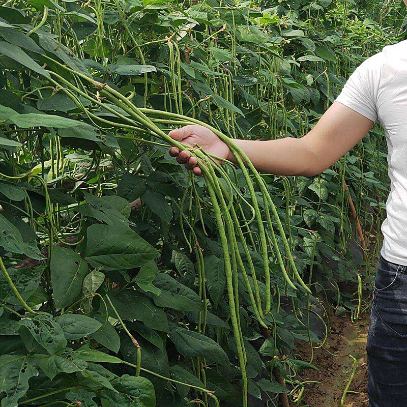 袁绿条特长豆角豇铺天盖地豇豆种子架豆蔬菜基地用种春播四季种籽铺天