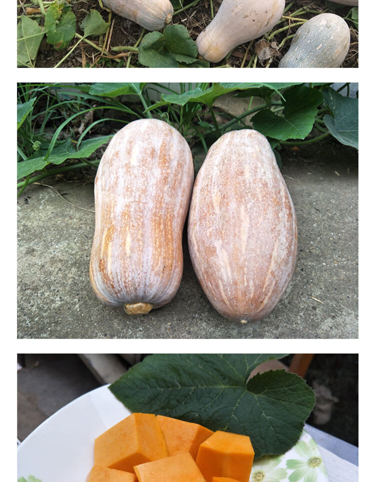 海南新鲜甜糯老南瓜农家香甜黄南瓜孕妇小南瓜南瓜带箱45斤2022年新瓜