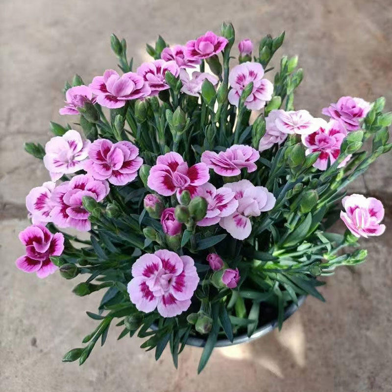 德骊嘉进口初吻康乃馨盆栽花苗带花苞室内客厅阳台四季花卉植物红色系