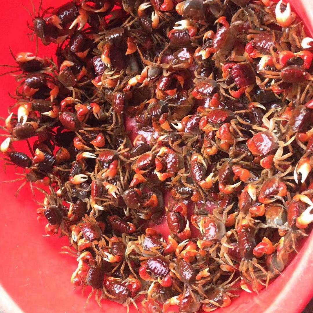 相手蟹 淡水蟹 观赏蟹 活体宠物蟹 红螃蟹 发财蟹 红螯 小号将军蟹6只