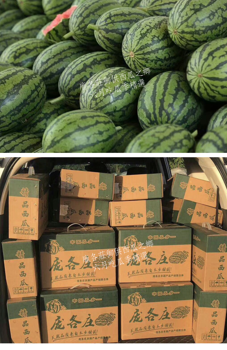 jd顺丰多地隔日达北京庞各庄西瓜袖珍小西瓜正宗自然熟剥皮西瓜2粒装6