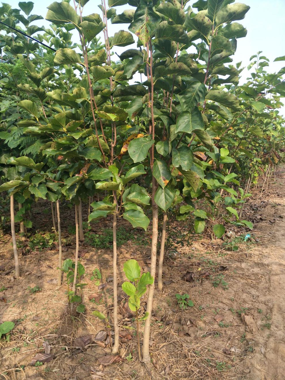 秋之果香庭院植物紫玉兰花树苗南方北方种植苗木红玉兰白玉兰紫耐寒