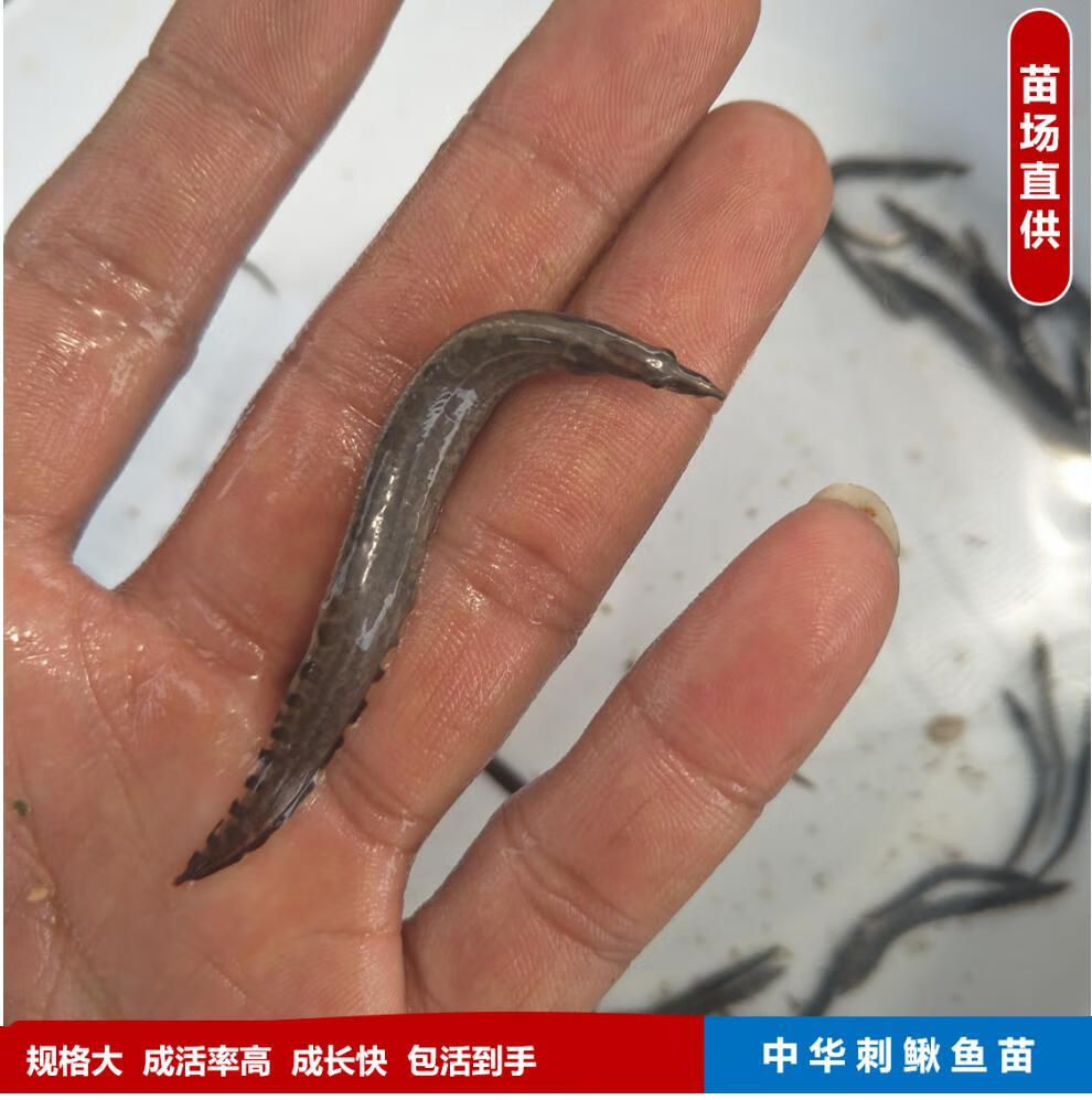 中华刺鳅鱼苗中华大刺鳅淡水刀鳅苗沙鳅鱼钢鳅刀鳅石锥鱼苗 2-4厘米