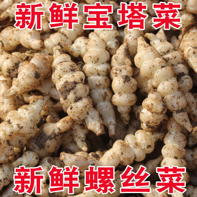 新鲜螺丝菜地环宝塔菜玉环甘露种子地溜葫芦农家应季蔬菜现挖现发净重