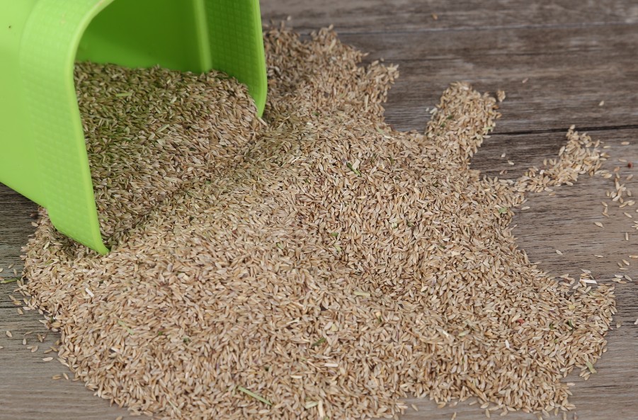 进口狗牙根草坪种子巴根草种籽四季常青护坡固土草籽耐旱耐践踏巴根草