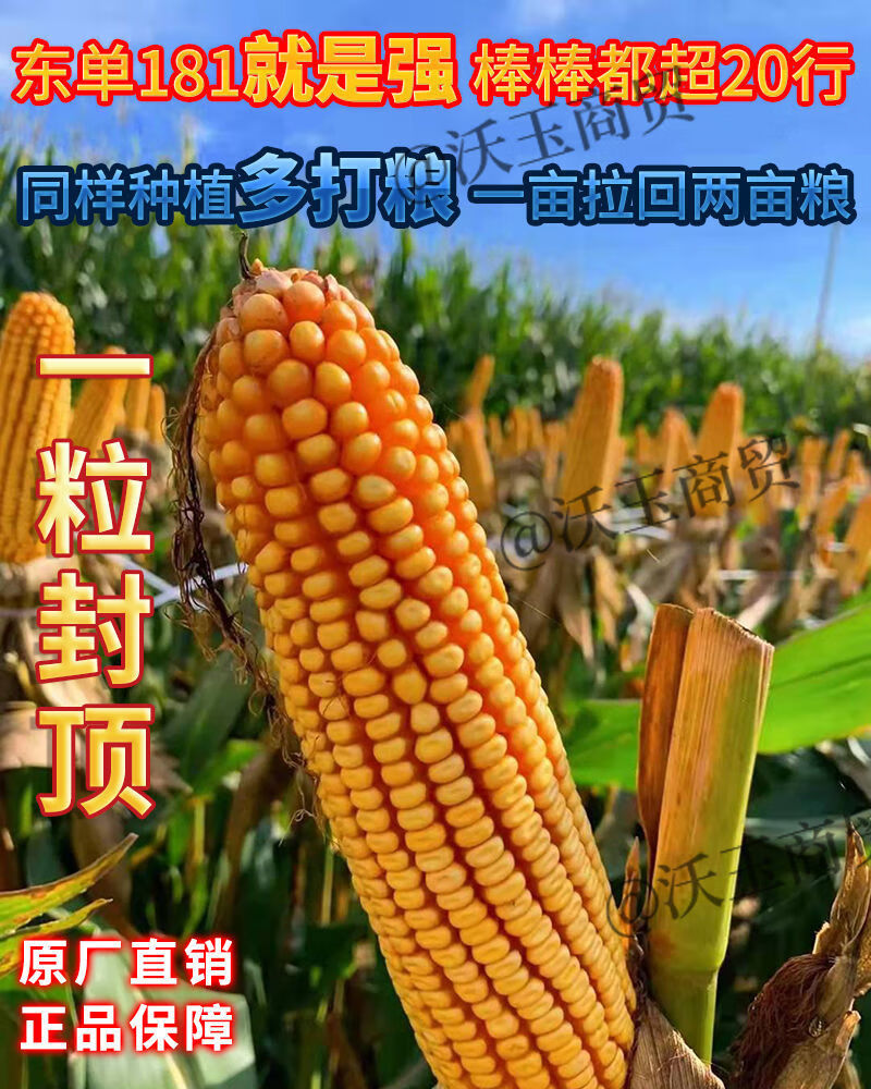 批发国审高产特大棒矮杆红轴玉米种子大全南方北方抗旱涝沃玉三号