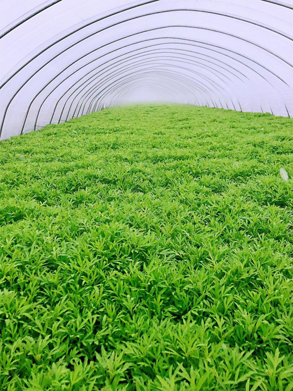 南京八卦洲新鲜芦蒿蔬菜泥蒿藜蒿农家 5斤 带叶去根【图片 价格 品牌