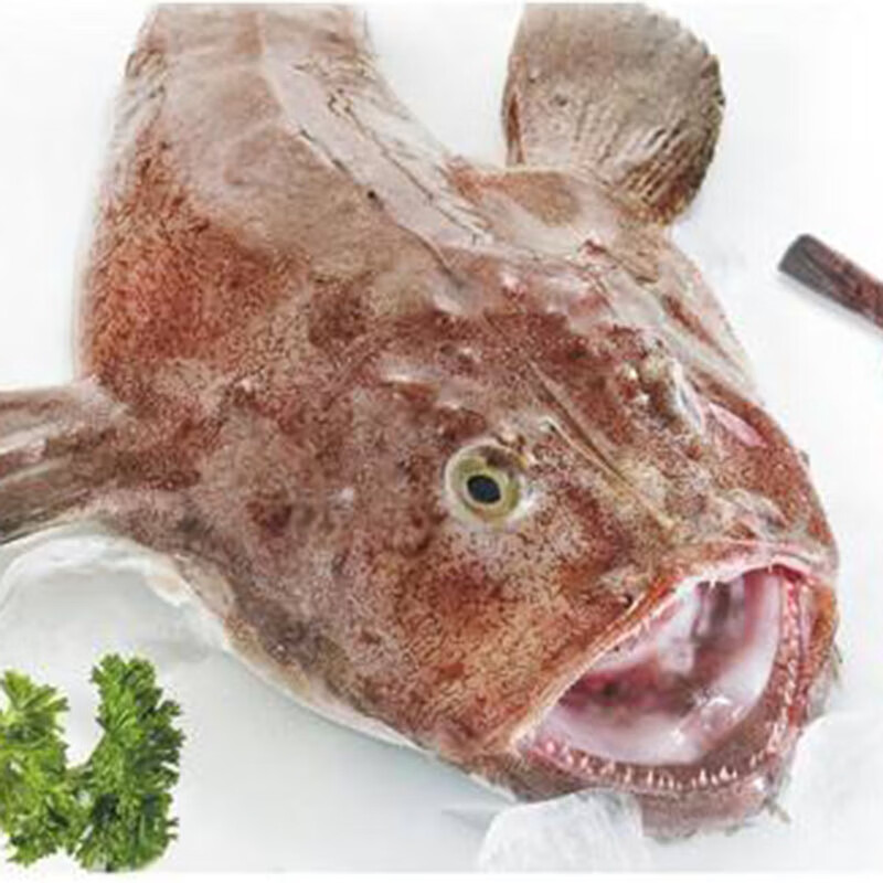 安康鱼鲜活新鲜野生2-4斤1条老头鱼丑鱼蛤蟆鱼海鱼