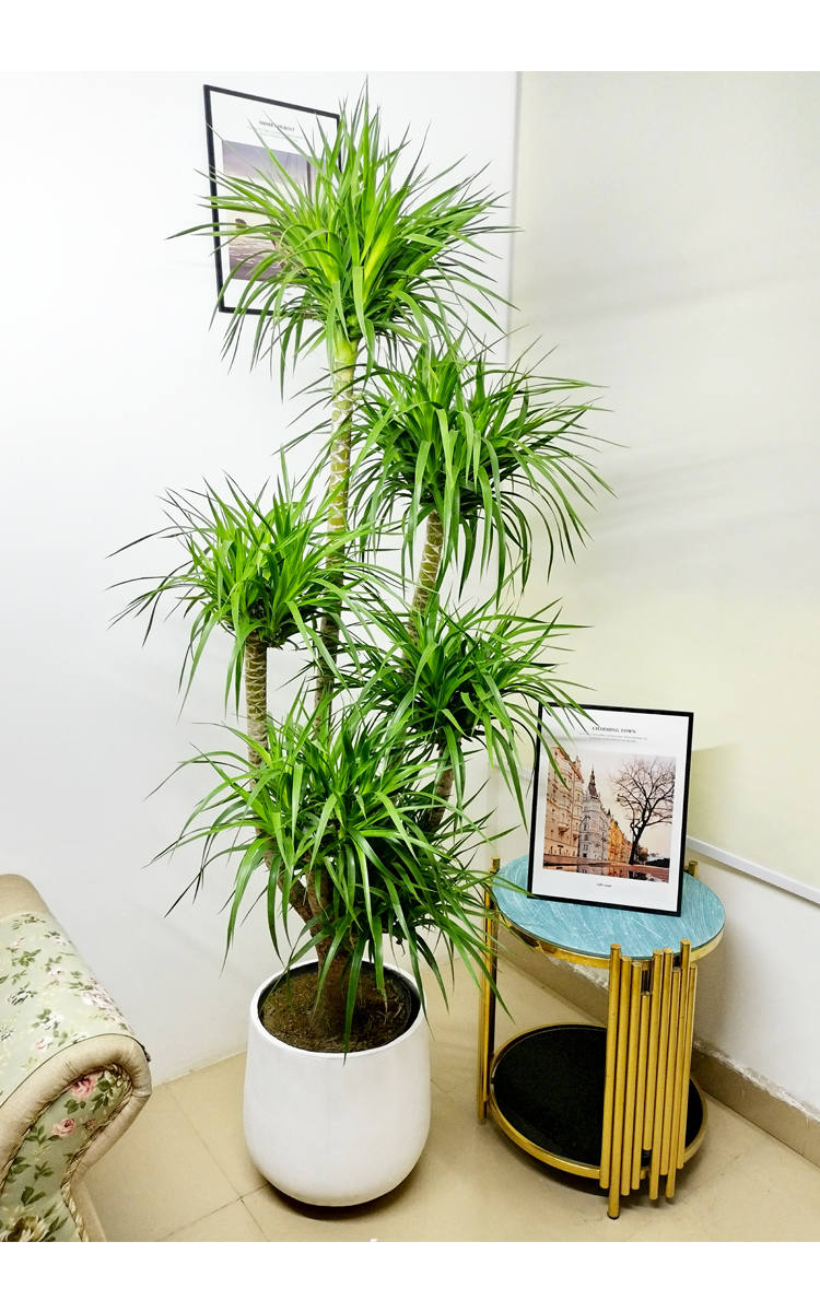 5-1.7米多头造型龙血树方盆 含盆【图片 价格 品牌 报价】-京东