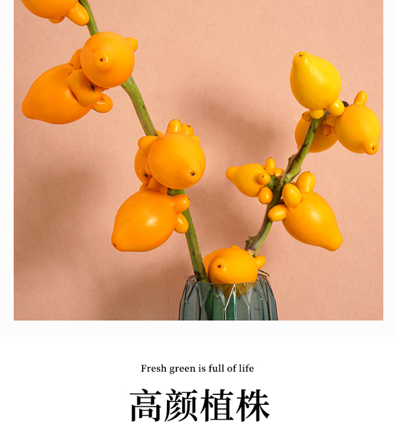 五代同堂黄金果盆栽过年年宵花观果植物水养现切果五指茄小绿植gd