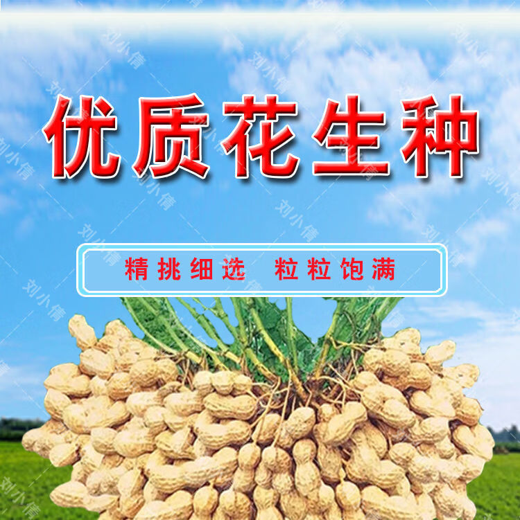 花生种子原种农科院新品种高产花生种子千斤王全国适种花育60大果 -量
