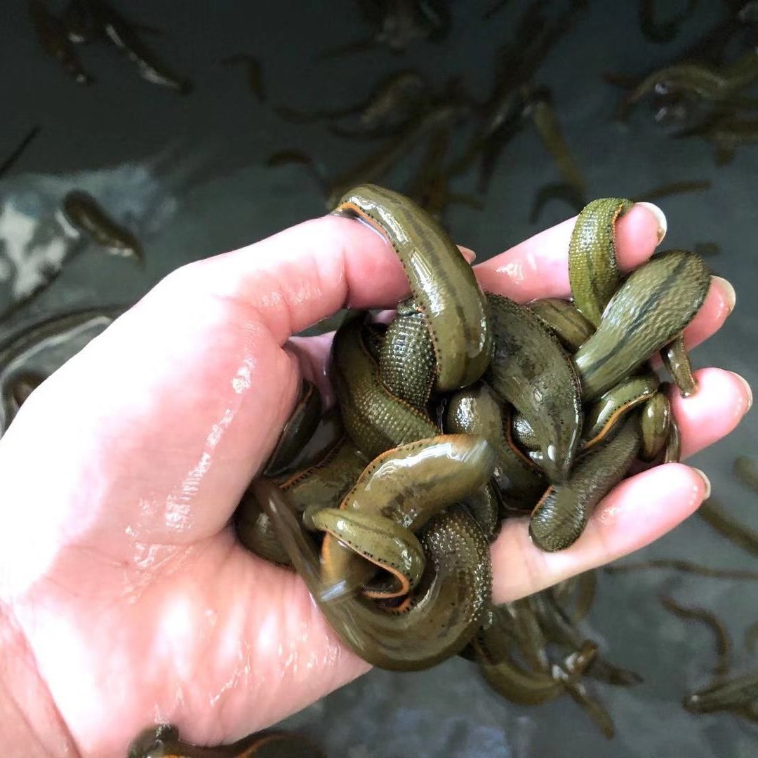 荣郁 水蛭活体蚂蟥活体菲牛蛭金边蚂蟥吸血蚂蟥活体治疗1-1.