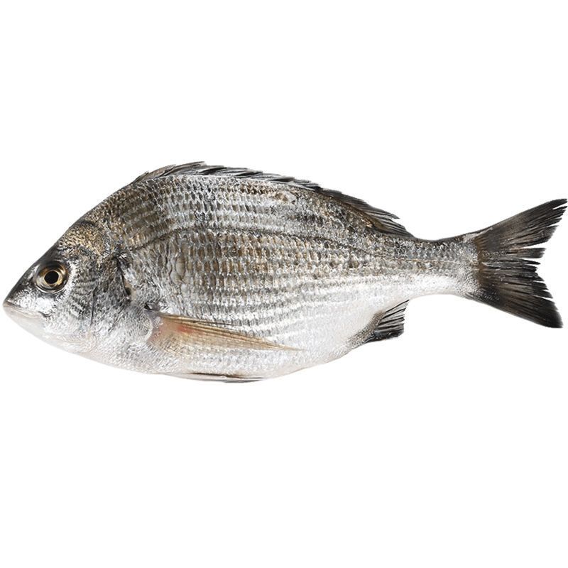 银鲷鱼金头鲷黑鲷鱼黑加吉鱼金头鲷金鲷鱼石斑鱼无小刺真空包装 韵达