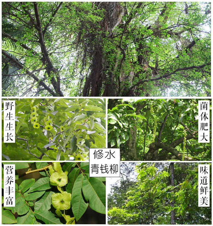 江西修水青錢柳原葉茶野生青錢柳茶古樹清金錢柳茶葉750克一斤半贈杯