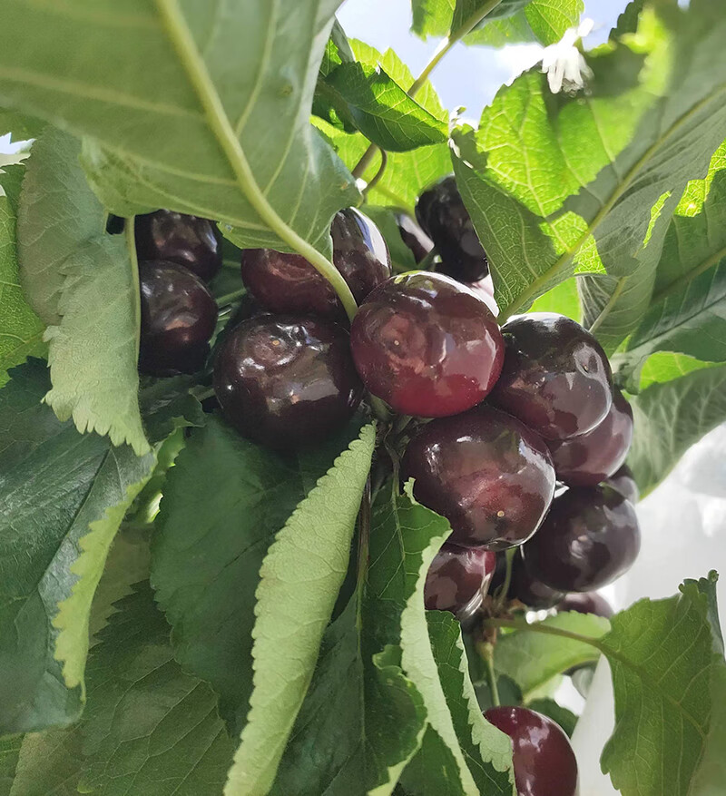 【顺丰航空隔日达】四川汉源车厘子黑珍珠现摘大樱桃应季新鲜孕妇水果