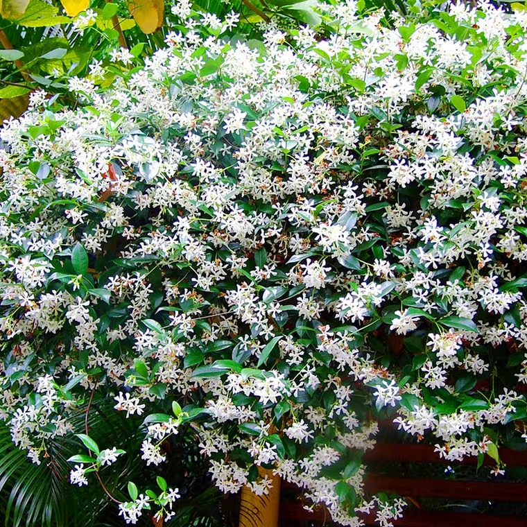 風車茉莉 絡石藤爬藤植物風車茉莉開花濃香四季長青黃色茉莉粉色茉莉